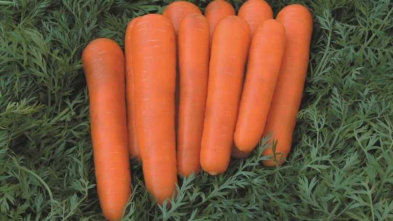 Mid-early carrot variety with high carotene content: Children's sweet