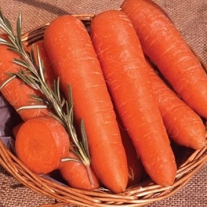 Mid-early carrot variety with high carotene content: Children's sweet
