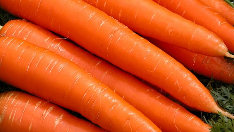 Mid-early carrot variety with high carotene content: Children's sweet