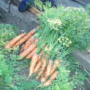 Mid-early carrot variety with high carotene content: Children's sweet