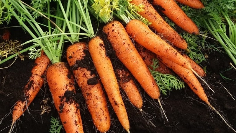 Mid-early carrot variety with high carotene content: Children's sweet