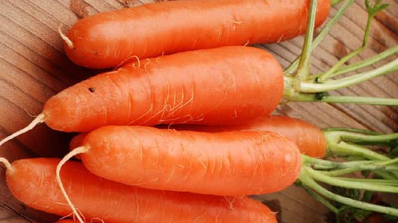 Mid-early carrot variety with high carotene content: Children's sweet