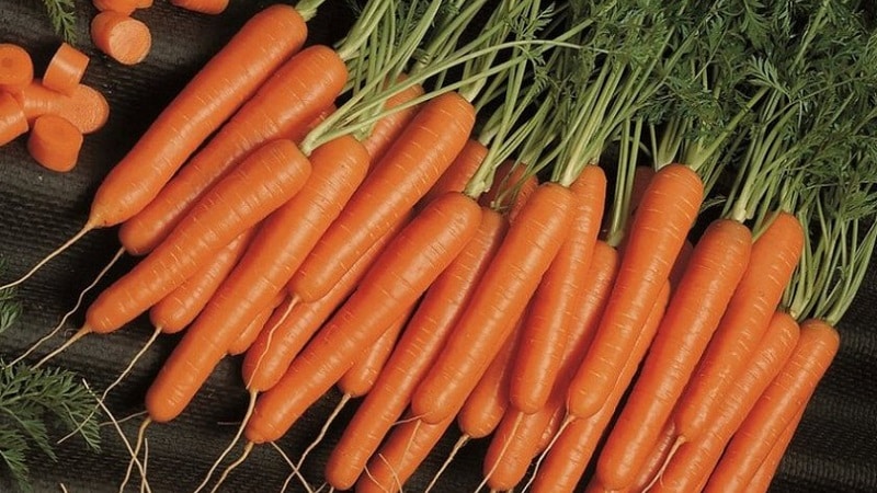 Mid-early carrot variety with high carotene content: Children's sweet