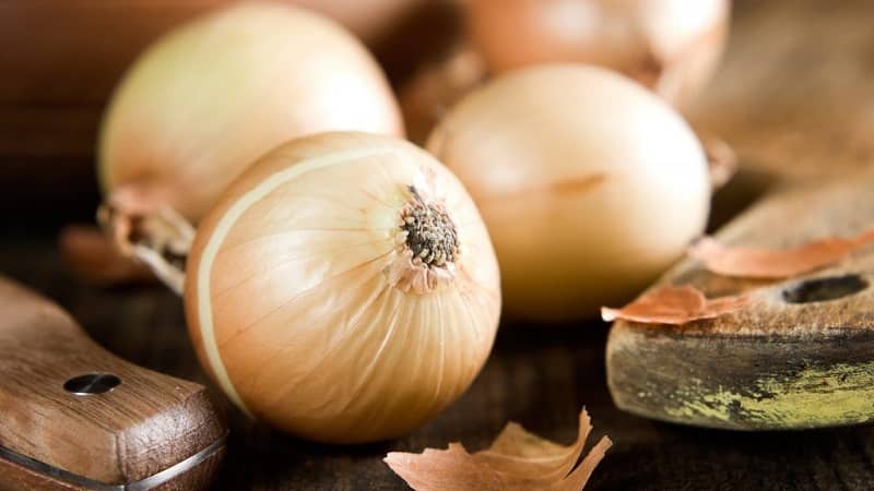 Mid-season onion variety with good frost tolerance Chalcedony