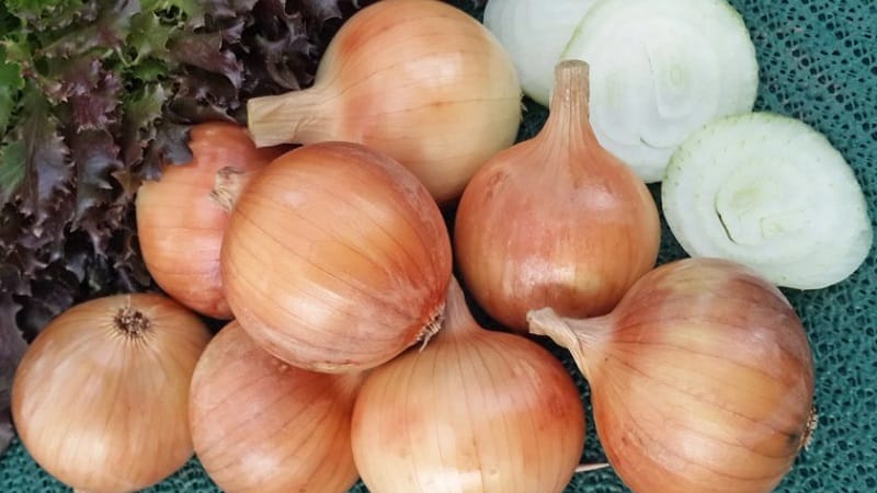 Mid-season onion variety with good frost tolerance Chalcedony