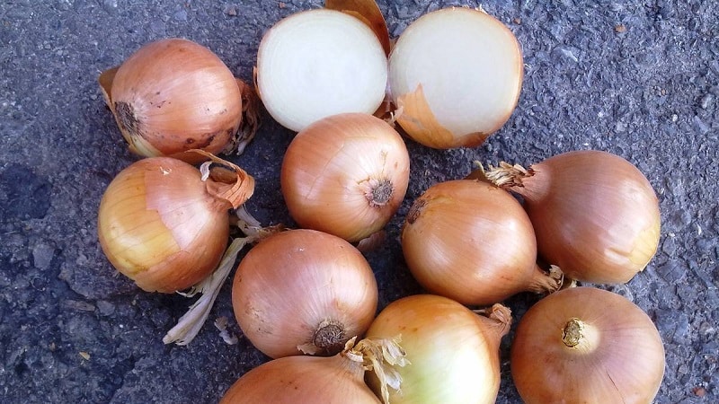 Mid-season onion variety with good frost tolerance Chalcedony