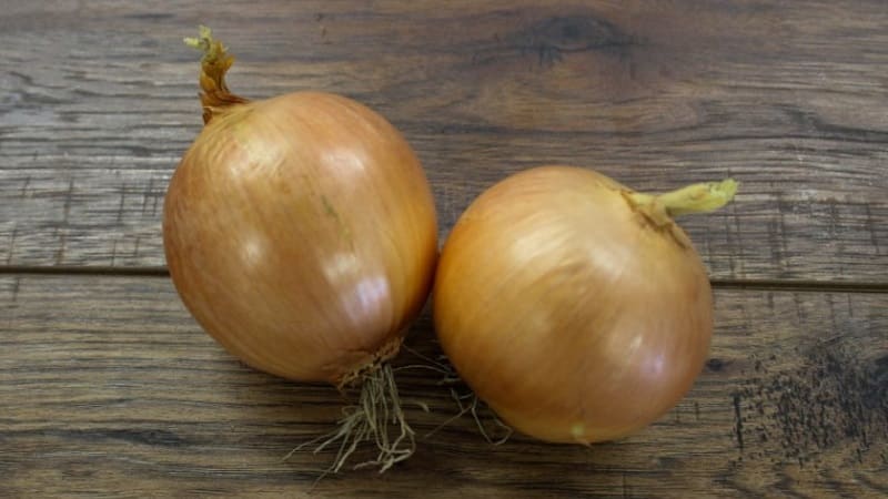 Mid-season onion variety with good frost tolerance Chalcedony