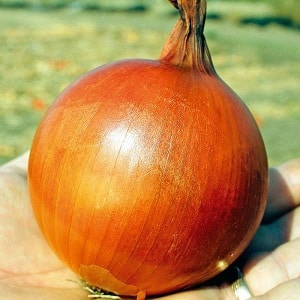 Mid-season onion variety with good frost tolerance Chalcedony