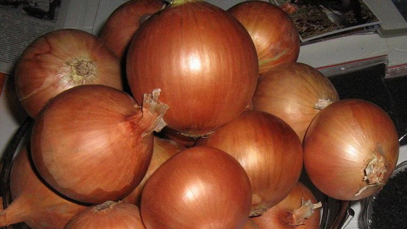 Mid-season onion variety with good frost tolerance Chalcedony