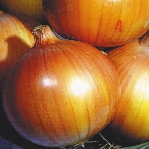 Mid-season onion variety with good frost tolerance Chalcedony