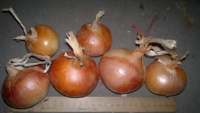 Mid-season onion variety with good frost tolerance Chalcedony