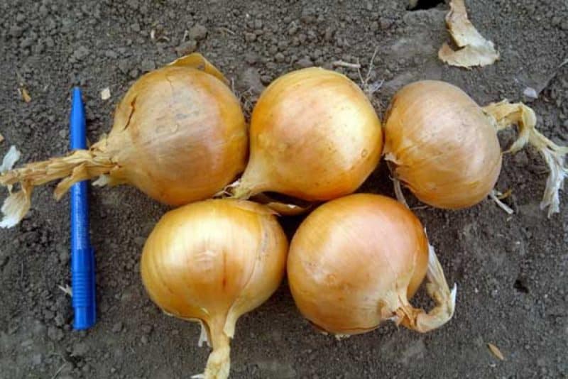 Mid-season onion variety with good frost tolerance Chalcedony