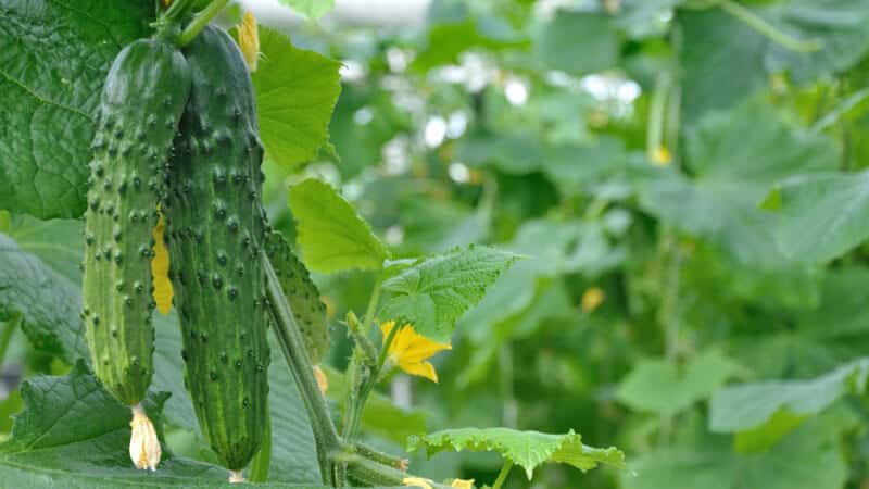Top 10 best self-pollinating varieties of cucumbers for the balcony