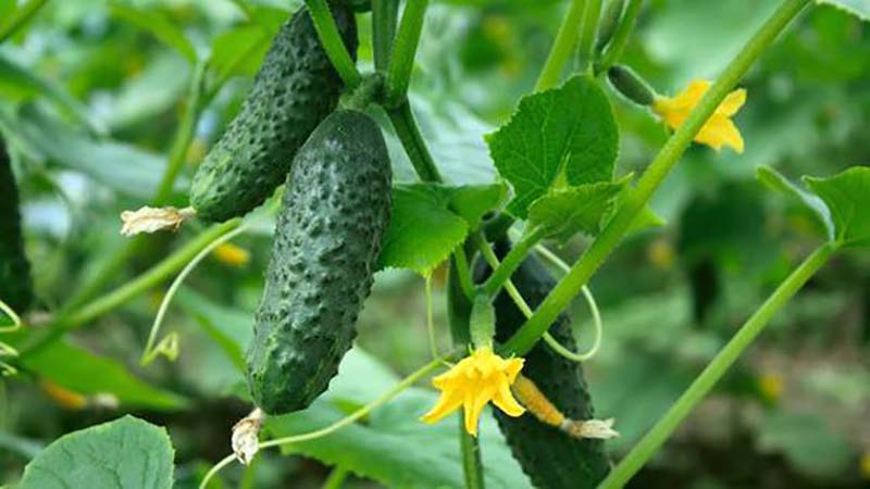 Top 10 best self-pollinating varieties of cucumbers for the balcony