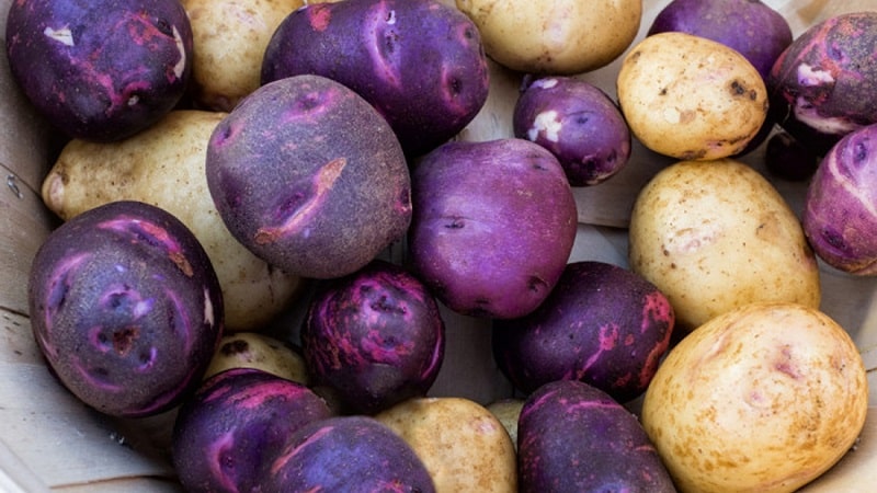 Amazing colored potatoes: varieties and their beneficial properties