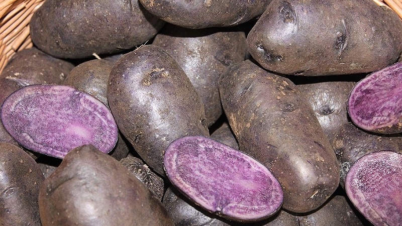 Amazing colored potatoes: varieties and their beneficial properties