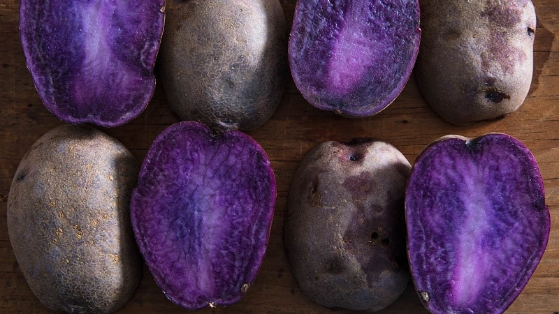 Amazing colored potatoes: varieties and their beneficial properties
