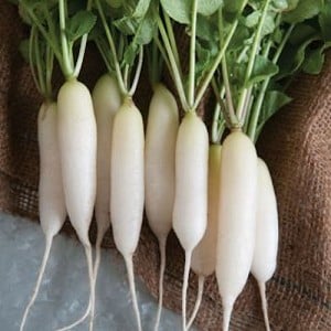 What is special about white radishes: description and characteristics of varieties
