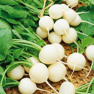 What is special about white radishes: description and characteristics of varieties