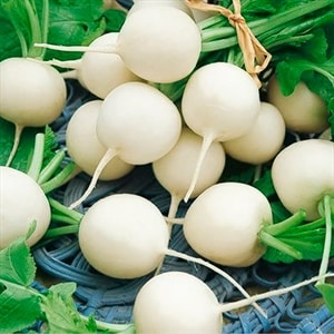 What is special about white radishes: description and characteristics of varieties