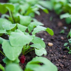 What is special about white radishes: description and characteristics of varieties