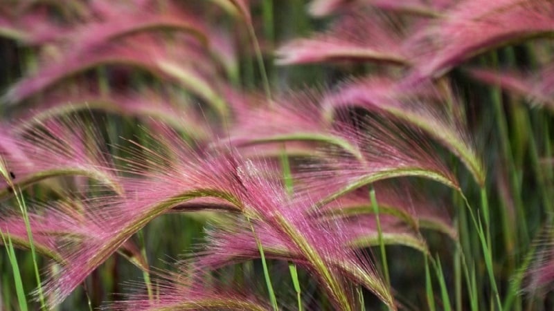 Growing and caring for maned barley and its use in landscape design