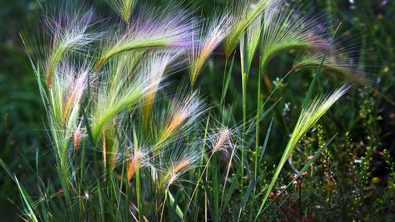 Growing and caring for maned barley and its use in landscape design