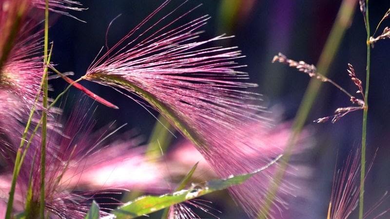 Growing and caring for maned barley and its use in landscape design