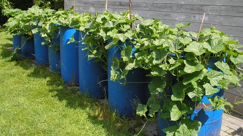 Step-by-step cultivation of cucumbers in a barrel, photos and useful tips