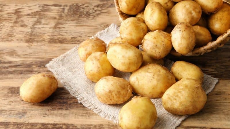 High-yielding, mid-season potato variety with a powerful root system Yanka