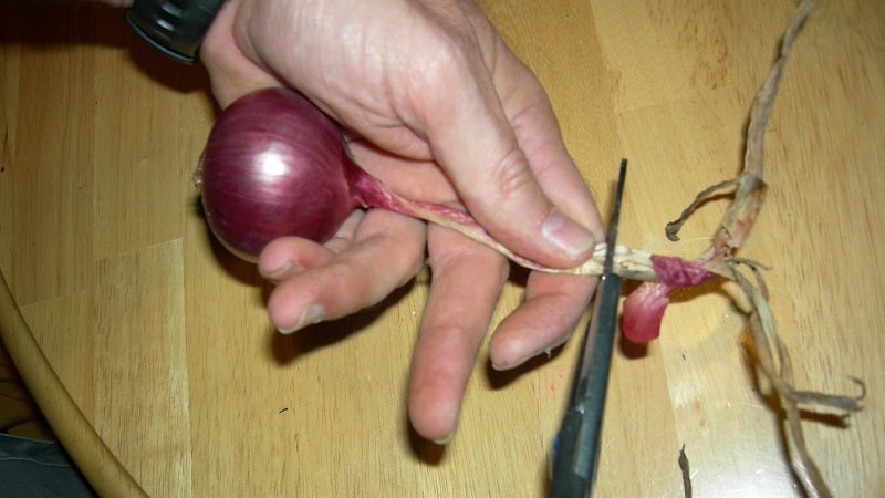 Why trim onions, and how to do it correctly for winter storage