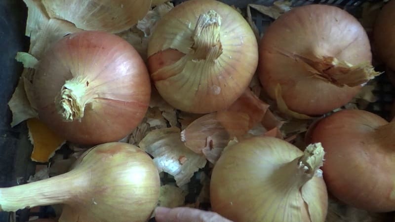 Why trim onions, and how to do it correctly for winter storage