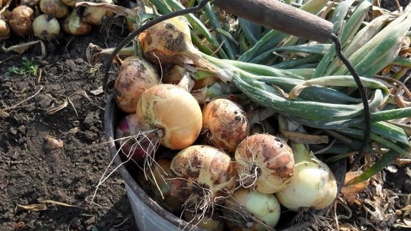 Why trim onions, and how to do it correctly for winter storage