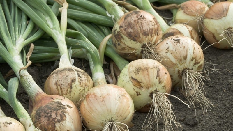 Why trim onions, and how to do it correctly for winter storage