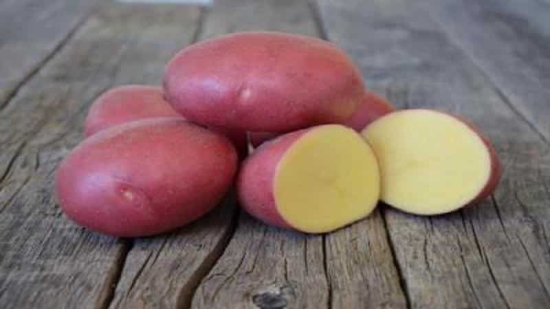 Taste qualities of potatoes: what kind of potato tastes and what does it depend on?