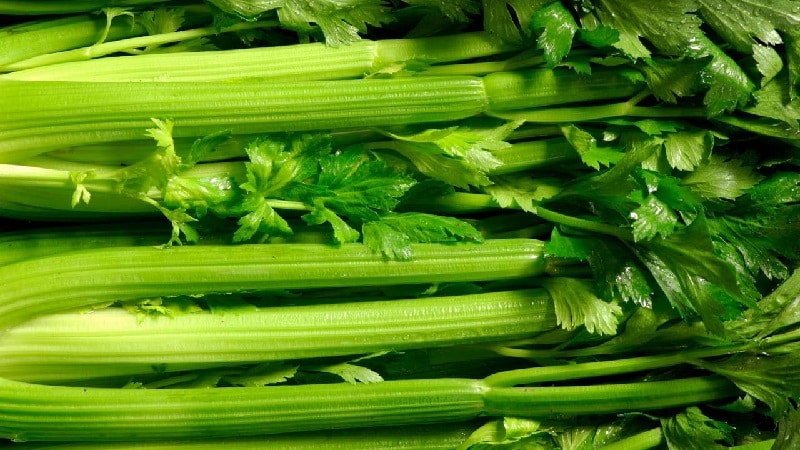 What types of celery are there and how do they differ?
