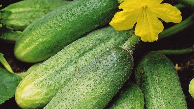Growing cucumbers in a greenhouse: rules of care from planting to harvest