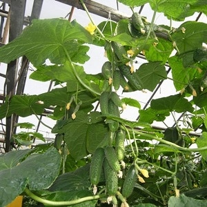 Growing cucumbers in a greenhouse: rules of care from planting to harvest