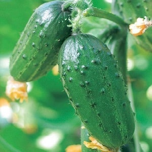 Growing cucumbers in a greenhouse: rules of care from planting to harvest