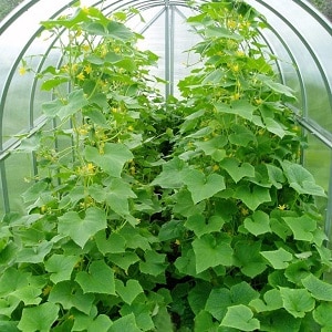 Growing cucumbers in a greenhouse: rules of care from planting to harvest