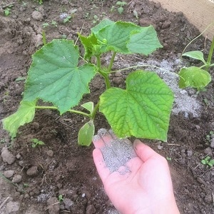 Growing cucumbers in a greenhouse: rules of care from planting to harvest