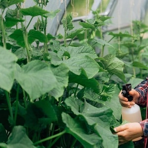 Growing cucumbers in a greenhouse: rules of care from planting to harvest