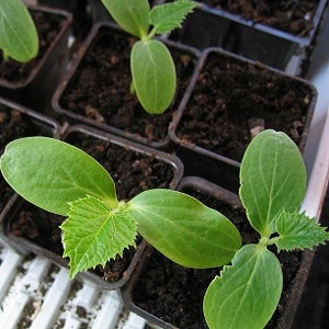 Growing cucumbers in a greenhouse: rules of care from planting to harvest