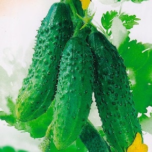 Growing cucumbers in a greenhouse: rules of care from planting to harvest