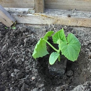 Growing cucumbers in a greenhouse: rules of care from planting to harvest