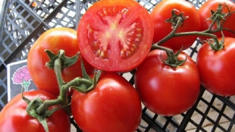 How did the Riddle variety appear and why is it good for summer residents?