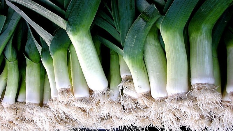 Growing leeks in open ground and caring for them from planting to harvesting