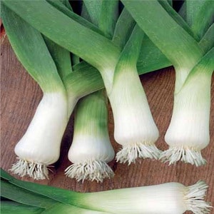 Growing leeks in open ground and caring for them from planting to harvesting