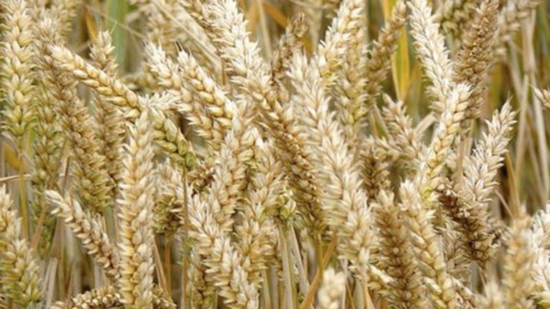 Similarities and differences between wheat and rye in appearance, composition and use