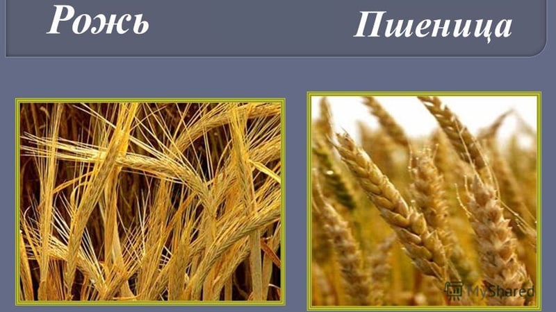 Similarities and differences between wheat and rye in appearance, composition and use